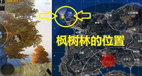 绝地求生刺激战场枫树林在哪？枫树林位置坐标分享