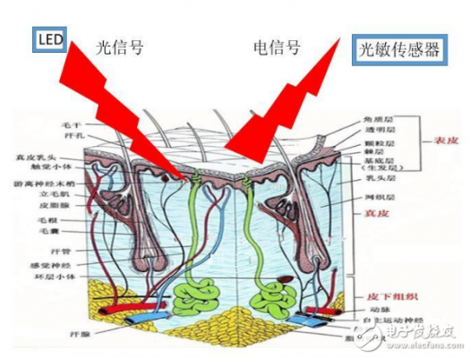 手环用卫生纸能测心率？抛开适用范围谈功能就是耍流氓
